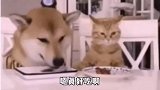 搞笑视频：这个真好吃呀，味道还不错，这属于是饭前祷告吗？