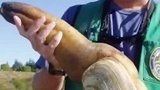 巨大的象拔蚌的寿命