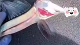 它这是怎么了，钓上来就表现很痛苦