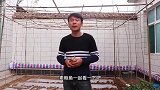 香菇的花样吃法，打上花刀煎一煎，做出的素鲍鱼比真鲍鱼都好吃