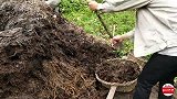 为了把牛粪搬到田里去，农村小伙不怕脏，劳动最光荣