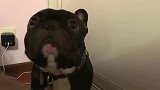 斗牛犬跑到主人床上尿尿，被主人训斥，还一脸懵逼的看着主人