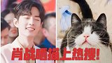 星期四头条热搜第一！明星肖战晒坚果小猫萌翻众人，引网友热议