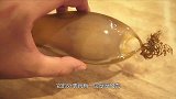 神秘的“鲨鱼卵”里面隐藏着什么？日本小哥切开后，直接水煮着吃