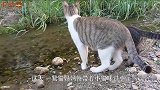 猫妈妈带着小猫咪过小溪，本以为小猫不敢，结果心疼小猫三秒