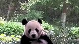 看国宝被逗，熊猫吐舌头的样子真的太萌啦！
