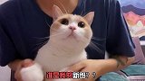 铲屎官出院的第一天....黄桃不是猫 手势舞 沙雕 谁是我的新郎舞蹈大赛