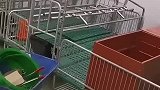 母猪产房里必不可少的产床