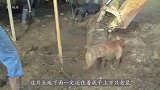 田里的老鼠泛滥成灾,老外集合村里的狗子“围剿”!