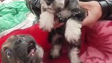 铲屎官放开我，我有点害怕