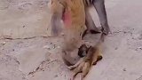猴妈妈为了赶上大部队，小猴子都奄奄一息了还被拖着走