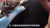又小又可爱的茶杯犬，到底是如何培育出来的看过视频你还敢养