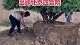 甘肃400年的牡丹王，现在出嫁北京四合院了
