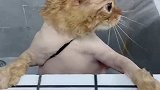 给宠物猫冲个水，为何它貌似很害怕喊救命