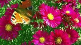 没想到金秋时节也能拍到这么美的鲜花和蝴蝶