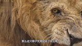 嚣张狮子疯狂追杀小野牛，不料被牛妈妈带亲戚开膛破肚！惨死当场
