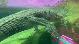 主人脑子秀逗了吧，竟然把鳄鱼放在这里面，其它的鱼还能活吗？
