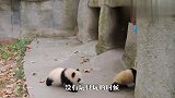 大熊猫终于被自家娃激怒，一巴掌拍了过去，下一秒忍住别笑