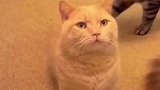 小猫向主人乞讨被打，黑猫有宁死不屈的精神