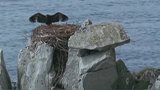 刚学飞翔的小海雕