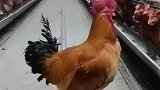 饲养场里搞笑一幕，众母鸡内心躁动