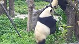 盘点那些被妈妈揍的熊猫，确定不是捡来的吗？