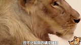 三巨头对决鬣狗，狮子被打败后寻机报仇，还真咬死了鬣狗
