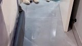 难过的时候就多看看小狗吧