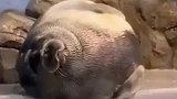 海豹睡觉被惊醒后一秒入睡，动作熟练那叫一个迅速