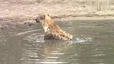 鬣狗在洗澡，诡异的第六感救了它一命