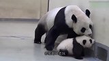 调皮小熊猫不肯睡觉，熊猫妈妈使出杀手锏后，憋住别笑