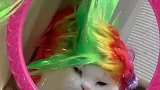 搞笑的非主流猫，这造型看起来有点时尚啊！