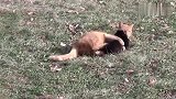 小黑兔一直缠着黑猫跑哪跟哪，把黑猫当成兔妈妈了吗