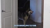 带二哈去游泳，结果这货吓得抱紧主人，铲屎官：铲屎的，我害怕