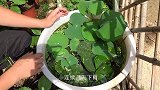 养荷花遇到雨天，谨记这1件事，要不然荷叶都给你泡烂