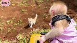 小猴子比比跳下悬崖救猫咪