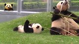 熊孩子撒娇求关注，可熊猫妈妈一心忙着当吃货，无瑕理会