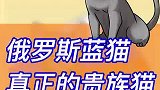 今天聊聊小动物的不平衡等