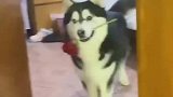 竟然被一个狗子的眨眼迷倒了