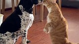 当猫突然亲了狗子 猫：偷亲隔壁翠花了吧，那我走？娱乐播报台