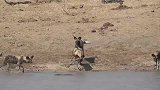 野狗群的幸运日：在河里捡了一只羚羊