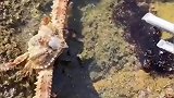 海边赶海，惊现生气长臂蟹