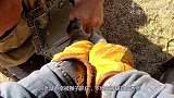 老鼠不幸被猴子抓住，下场比被猫抓住还惨，接下来千万憋住别笑