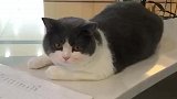 猫就知道欺负我，脸都给我亲红了！