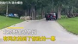 北京野生动物园自驾游区男子擅自下车，游客拍到的揪心一幕