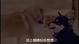 俩狗子太搞笑了！互相打架！最后一下太逗了！