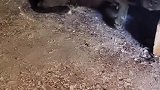 恶霸犬你那么胆小，怎么当恶霸，