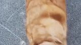 狗狗就是这样换毛的吗