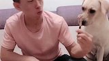 主人吃鸡腿没给赛文吃，看赛文什么反应，结果搞笑了