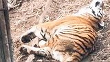 据说喵星人和尾巴是两种生物？